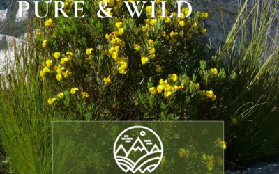 Member Spotlight: Pure Wild Honeybush