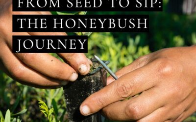 From Seed to Sip/ Crop to Cup: The Journey of Honeybush Tea